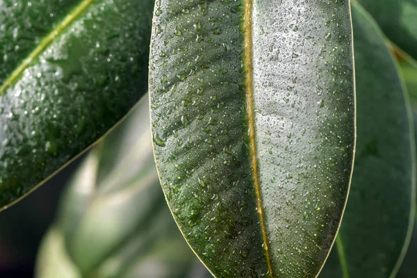 Una Planta Interior Después Del Riego Con Gotas Agua Las — Foto de Stock