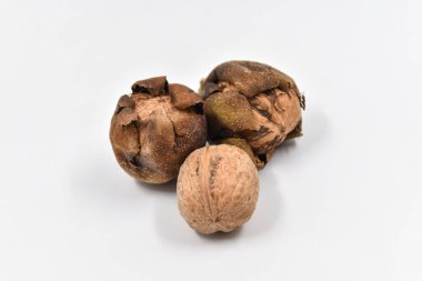 Beyaz arka planda toplanmış olgun cevizler.