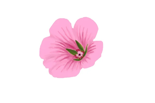 Digitální Kresba Jednoho Růžového Květu Bílém Pozadí — Stock fotografie