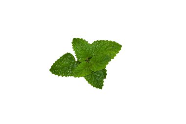 Beyaz arka plan üzerinde izole taze nane fışkın