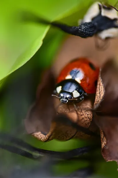 Coccinelle Rouge Assise Sur Des Feuilles Tombées — Photo