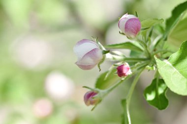 Çiçek açan bahar bahçesi, bahar zamanı çiçek açan meyve ağaçları, güzel cilt bakımı.