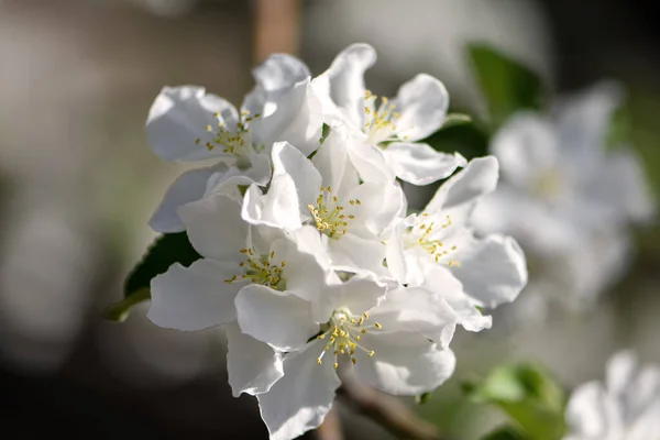 Floreciente Jardín Primavera Florecimiento Árboles Frutales Primavera Hermosas Inflorescencias — Foto de Stock