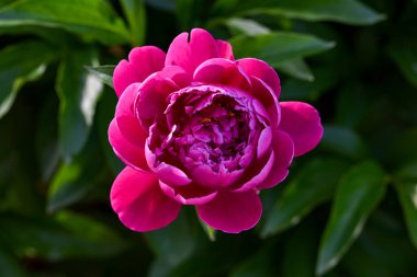 Çiçekli şakayık, bahar bahçesinde güzel pembe bir çiçek