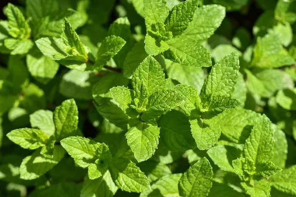 Perennial Herbaceous Plant Mint Family Spearmint Garden Mint Menthol Mint — Foto de Stock