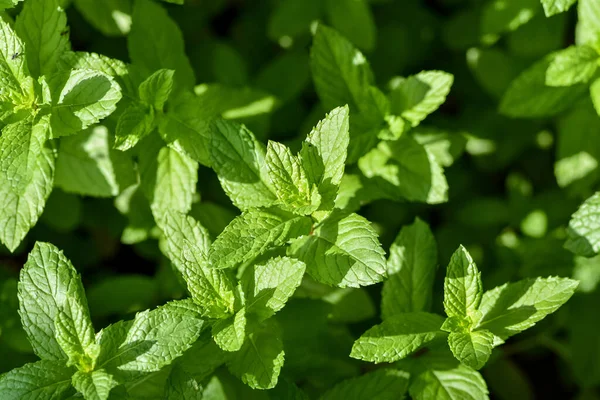 Perennial Herbaceous Plant Mint Family Spearmint Garden Mint Menthol Mint — стоковое фото