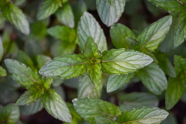 Perennial Herbaceous Plant Mint Family Spearmint Garden Mint Menthol Mint — стоковое фото