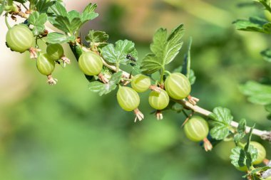 Bahçede taze yeşil bektaşi üzümü. Bektaşi üzümü dalında yetişen organik böğürtlenler