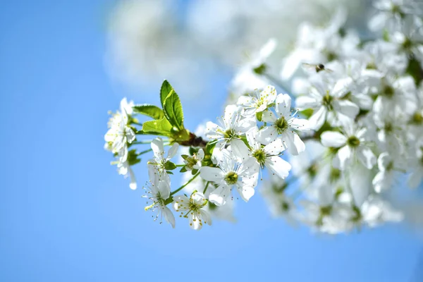 Blossoming Apple Tree Branch Bright Blue Sky Beautiful White Flowers — Foto de Stock