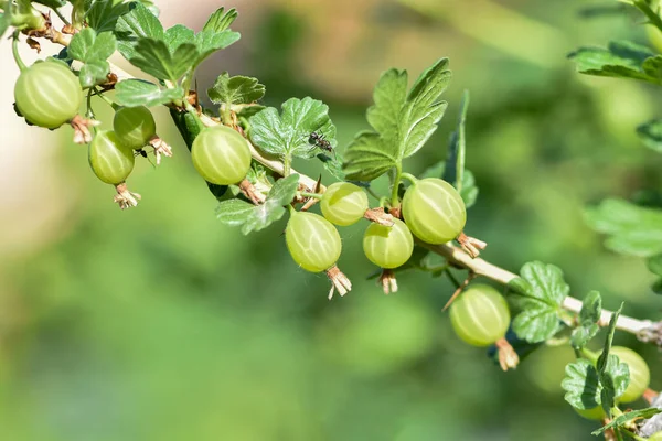 Bahçede taze yeşil bektaşi üzümü. Bektaşi üzümü dalında yetişen organik böğürtlenler