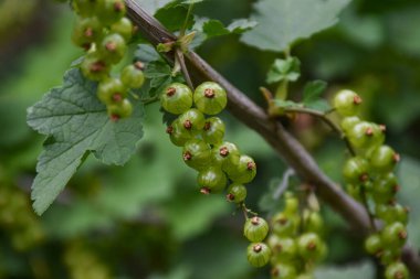 Bahçede olgunlaşmamış taze yeşil frenk üzümü. Frenk üzümü dalında yetişen organik meyveler.