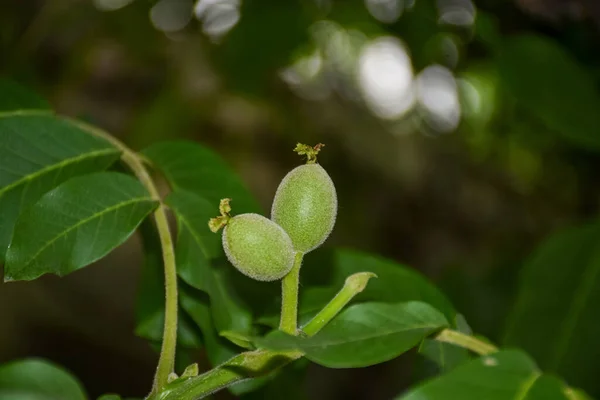 Green Young Walnuts Garden Plot — Fotografia de Stock