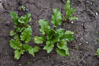 Yatakta yeşil pancar filizleri, bahçe arsası, pancar yaprakları.