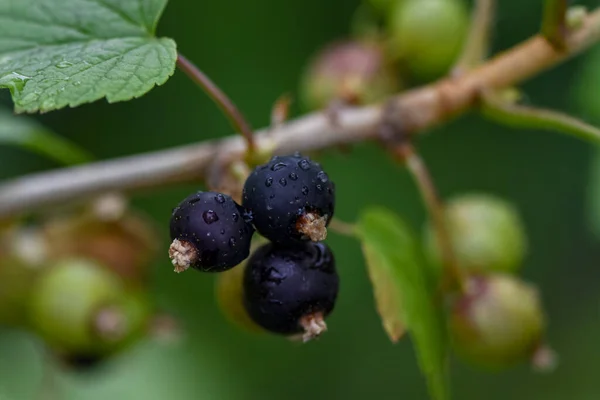 Primer Plano Las Grosellas Verdes Una Rama Una Parcela Jardín —  Fotos de Stock