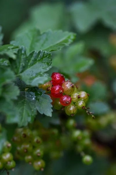 Close Van Onrijpe Rijpe Rode Aalbessen Een Tak Een Tuinperceel — Stockfoto