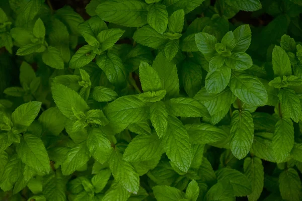 Menta Verde Menta Jardín Menta Verde Menta Bush Menta Mentol — Foto de Stock