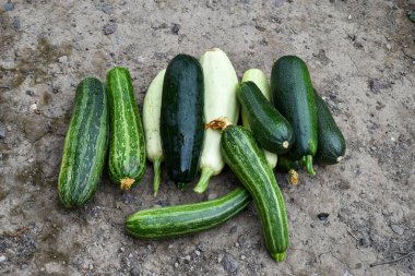 Taze sebze, kabak, yatakta Cucurbita pepo, bahçe arsası.