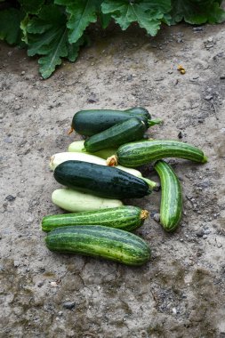 Taze sebze, kabak, yatakta Cucurbita pepo, bahçe arsası.