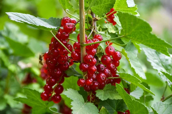 Primer Plano Las Grosellas Rojas Maduras Una Rama Una Parcela —  Fotos de Stock