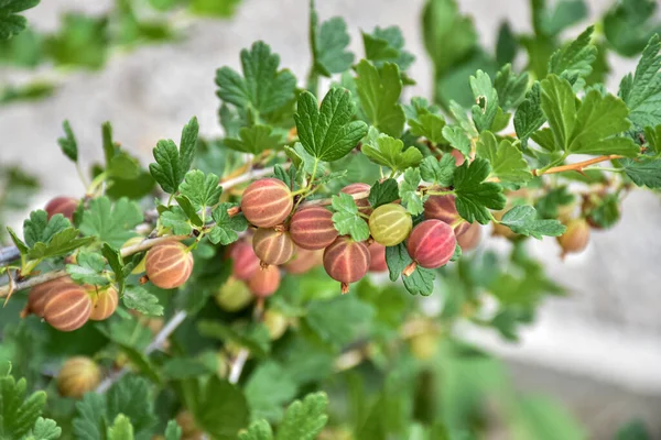 Close Ripe Gooseberries Branch Garden Plot — Stock Photo, Image