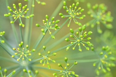 Mutfak bitkisi, bahçe yatağında çiçek açan dereotu.