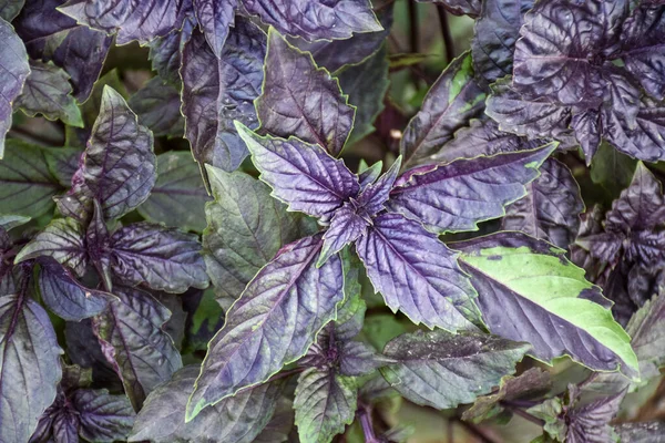Кулинарная Трава Фиолетовый Лист Грядке — стоковое фото