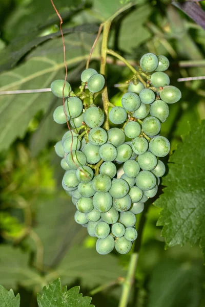 Des Grappes Raisins Sur Vignoble Dans Une Ferme Domestique — Photo