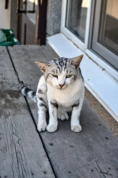Młody Wiejski Kot Siedzi Cieniu Podwórku — Zdjęcie stockowe