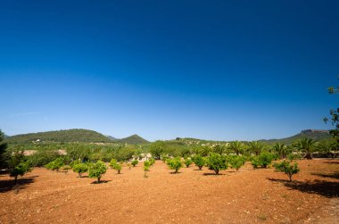 Eski İspanyol çiftlik evi. Açık kahverengi duvarlar yeşille kaplanmış. Hava çok güzel. Evin yanında ağaçlar olan bir patika.