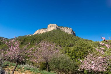 Görüntünün ortasında uzun, açık kahverengi bir dağ beliriyor. Dağın yamaçları yeşil ormanlıdır. Çiçek açan badem ağaçları ön planda görülebilir. Parlak mavi, bulutsuz gökyüzü