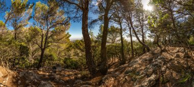 Panoramik çekim ve ağaçların arasından İspanya anakarasına bakmak. Parlak mavi gökyüzü. Güneş ağaçların arasından parlıyor.