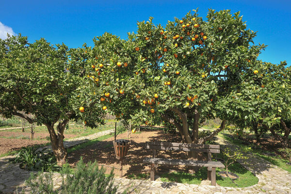 Orange tree with ripe fruit in a garden. Including a bench to relax. The tree provides shade. Brilliant weather with blue skies