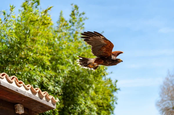 Starting bird of prey at a bird show. Behind it blue sky and a green tree. A truncated roof with clay tiles can be seen.