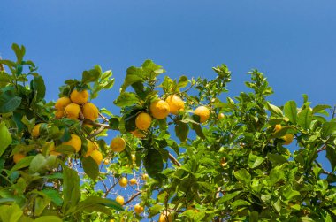 Yeşil yapraklı bir limon ağacı ve bulutsuz, mavi gökyüzünün önünde sulu, olgun bir meyve. Aşağıdan çekilmiş.