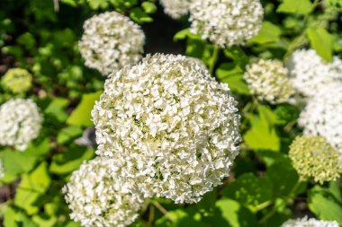 Çok sayıda beyaz çiçek açan ortanca çiçekleri. Arka planda birkaç beyaz çiçek ve biraz bulanık yeşil yapraklar var.. 