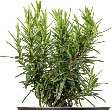 Taze, yeşil iğneli kokulu küçük biberiye çalısı. Mutfakta kullanıma hazır. Serbest çekim, arka plan yok.