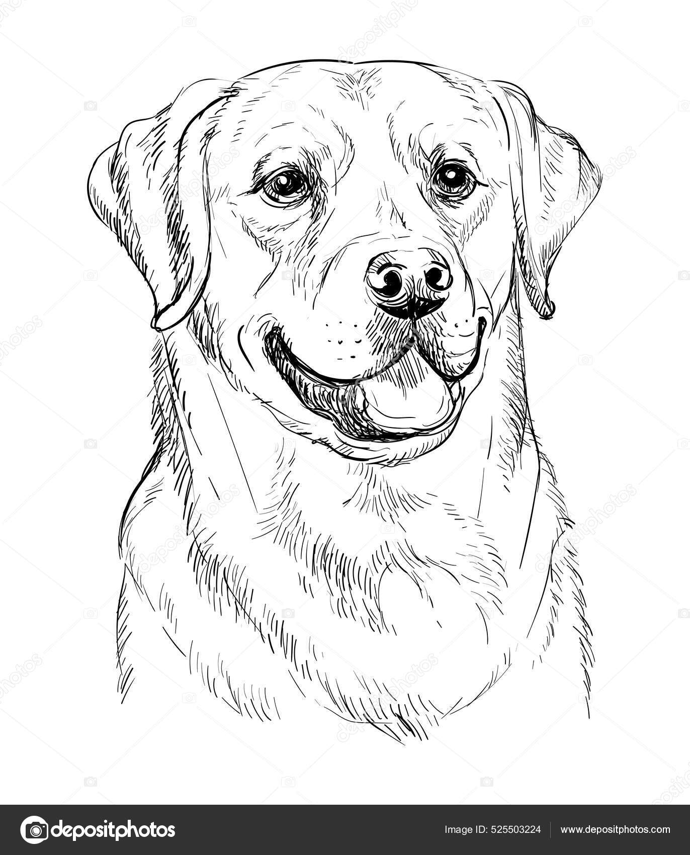 Labrador retriever dog vector hand drawing vector portrait Stock Vector ...