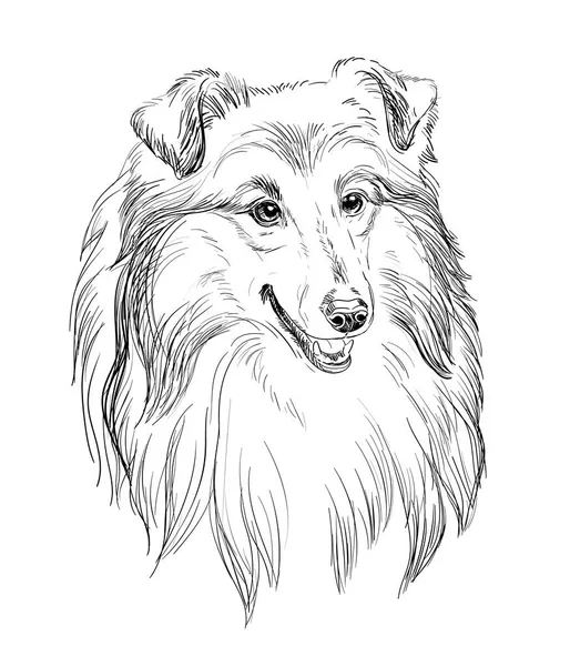 Collie cão vetor mão desenho retrato vetor — Vetor de Stock