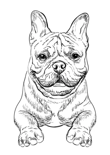 Bouledogue français chien vecteur dessin à la main portrait vecteur — Image vectorielle