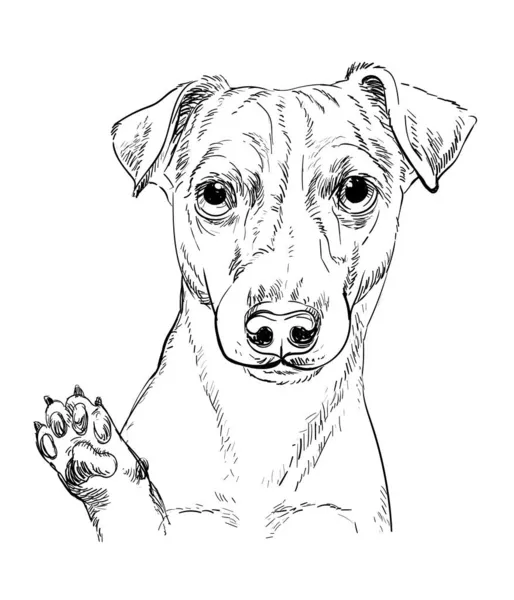 Jack russel terrier chien vecteur dessin à la main portrait vecteur — Image vectorielle