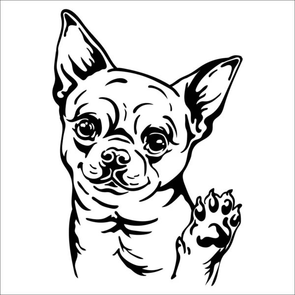 Mignon Chien Chihuahua Portrait Contour Noir Tête Chien Vue Face — Image vectorielle