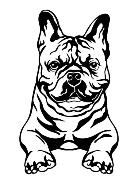 Franse Bulldog Zwart Contour Portret Hondenkop Vooraanzicht Vector Illustratie Geïsoleerd — Stockvector