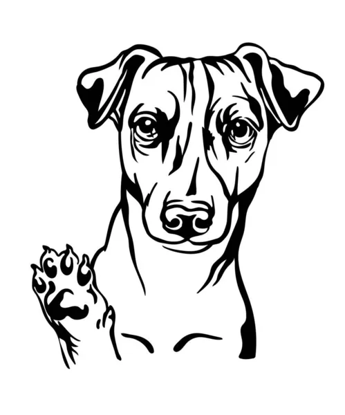 Jack Russel Terrier Hund Schwarze Kontur Porträt Hundekopf Der Vorderansicht — Stockvektor