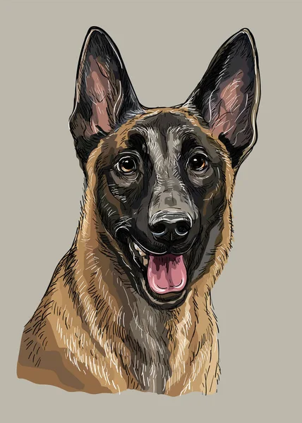 Pastor belga perro vector mano dibujo color — Archivo Imágenes Vectoriales