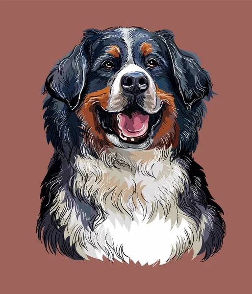 Bernese perro de montaña vector mano dibujo color — Vector de stock