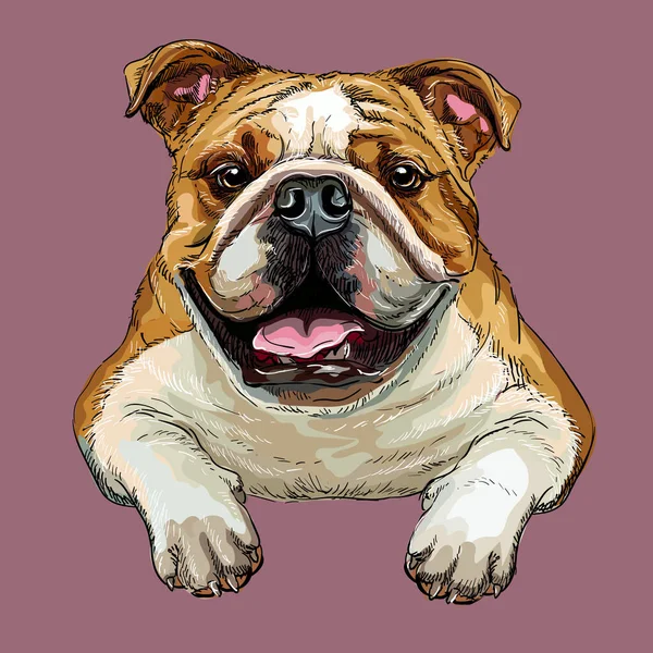 Bouledogue chien vecteur dessin à la main vecteur portrait couleur — Image vectorielle