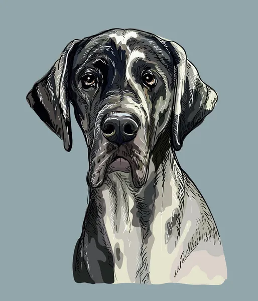 Great dane dog vector hand drawing portrait color - Stok Vektor