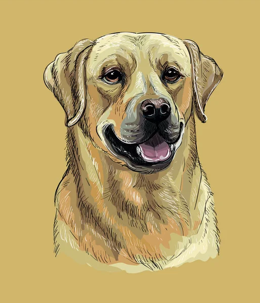 Labrador retriever hond vector hand tekening kleur — Stockvector