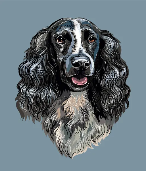 Spaniel cane vettore mano disegno ritratto colore — Vettoriale Stock