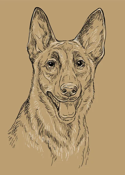 Ρεαλιστική Κεφαλή Του Βελγικού Ποιμενικού Malinois Σκύλος Διάνυσμα Χέρι Ζωγραφική — Διανυσματικό Αρχείο